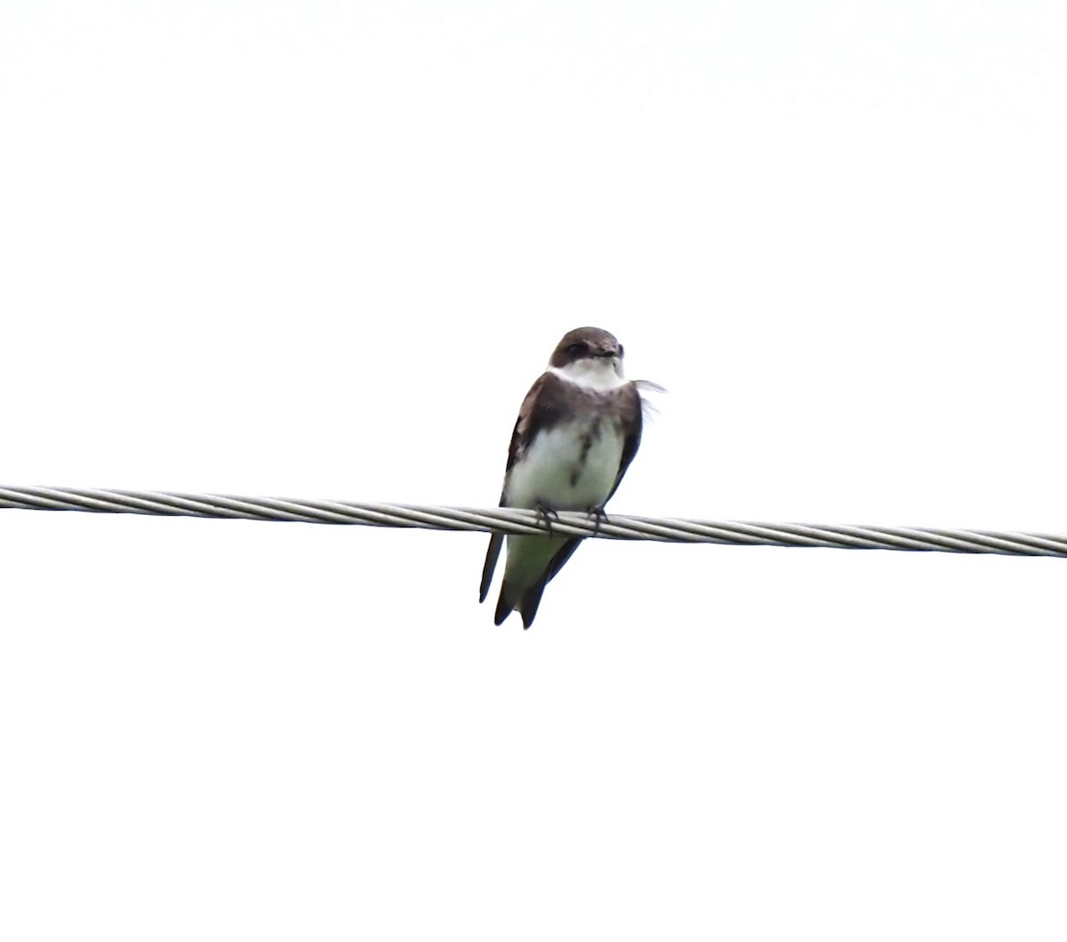 Bank Swallow - ML619037664