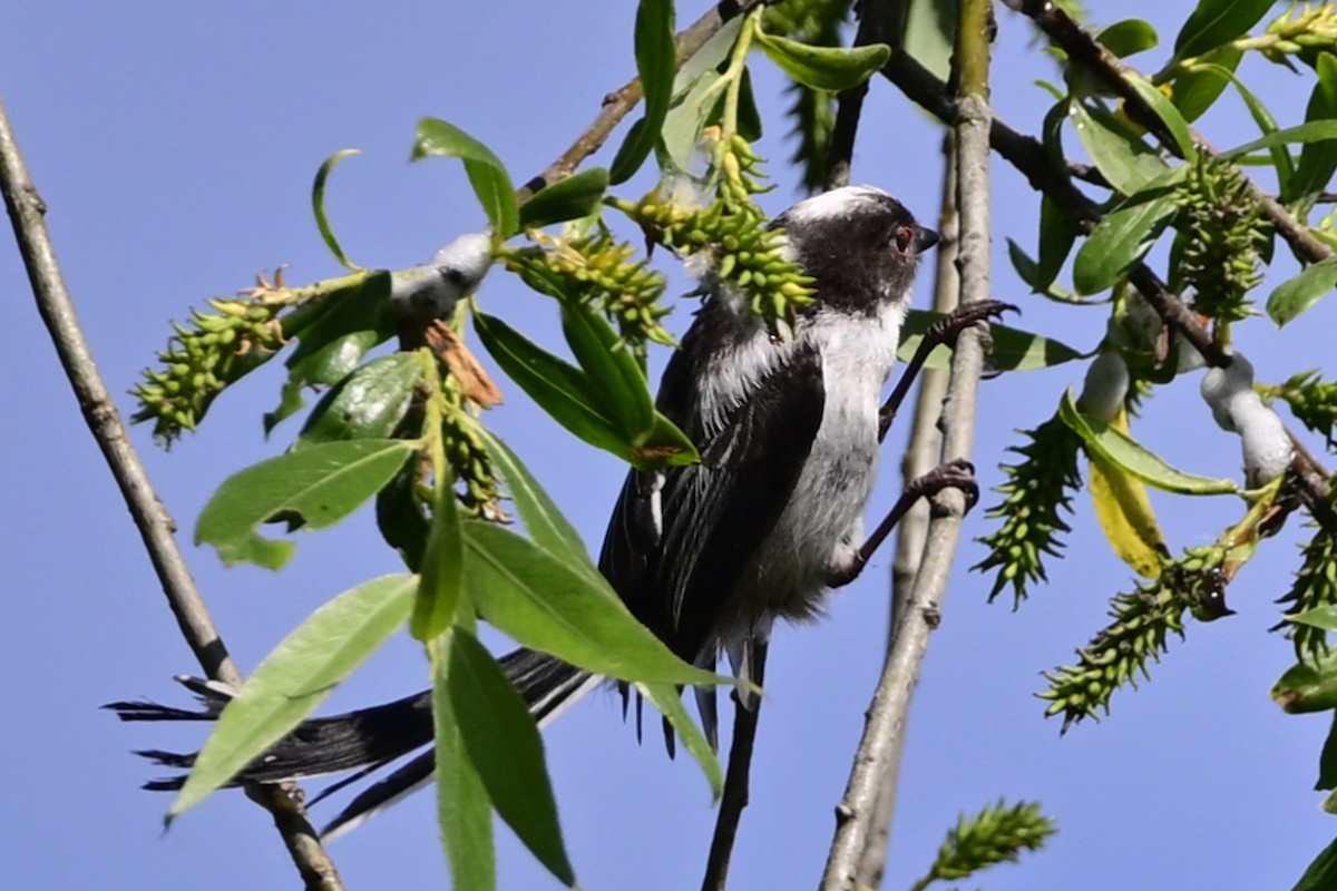 Long-tailed Tit - ML619037684