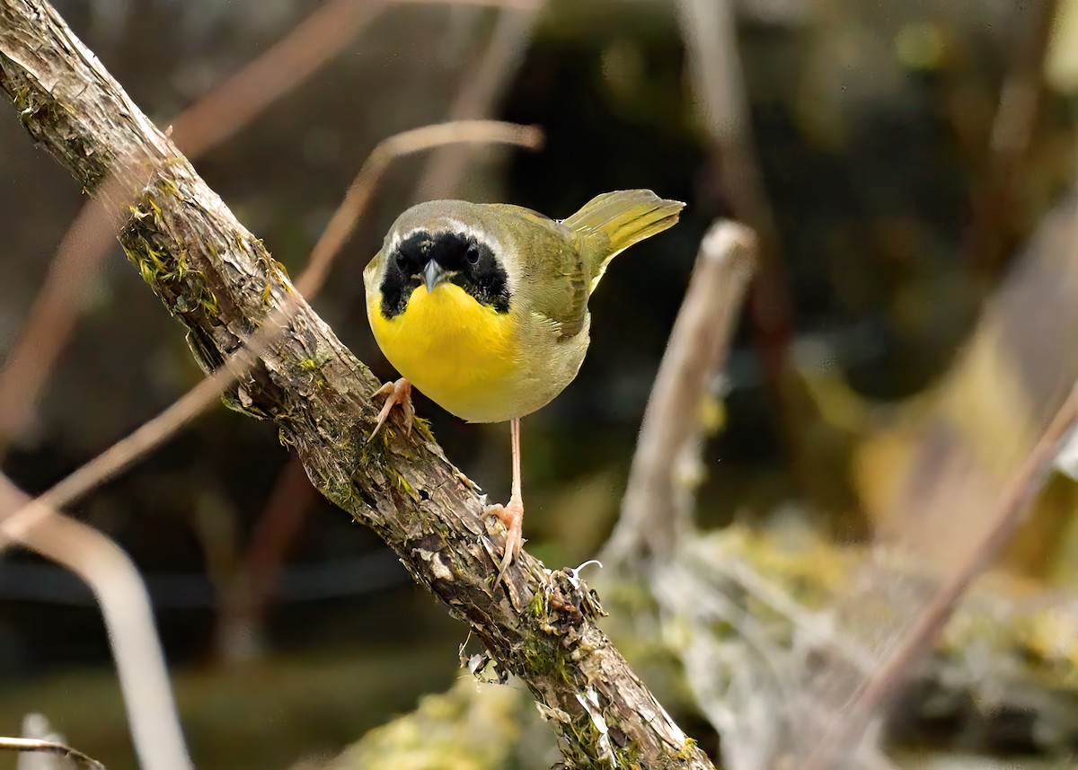 Common Yellowthroat - Sylvain Lapointe