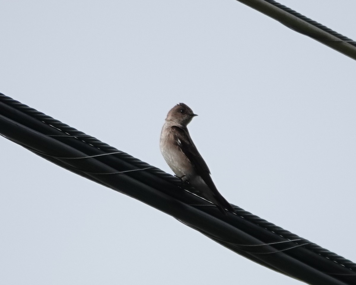 Northern Rough-winged Swallow - ML619037703