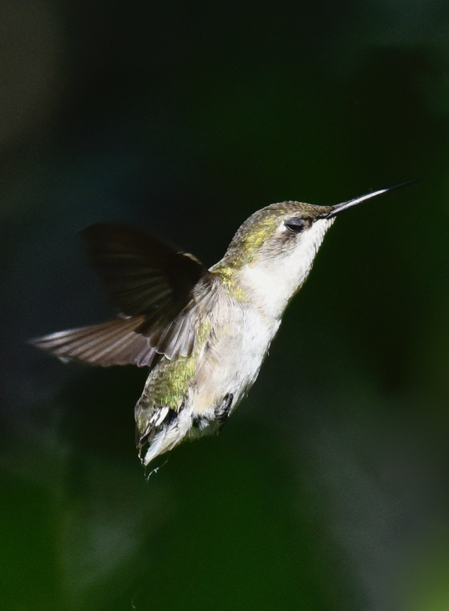 Ruby-throated Hummingbird - Dave  Sherman
