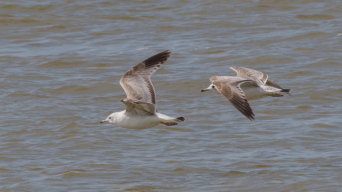 Common Gull - Peter Kennerley