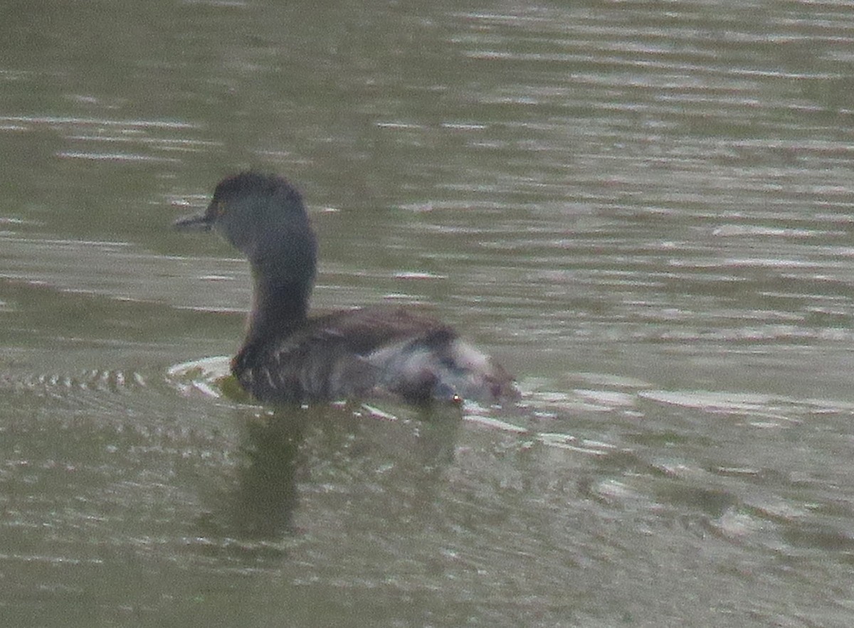 Least Grebe - Eric van den Berghe