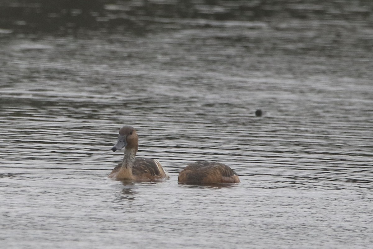 Fulvous Whistling-Duck - Stephanie  Wallace