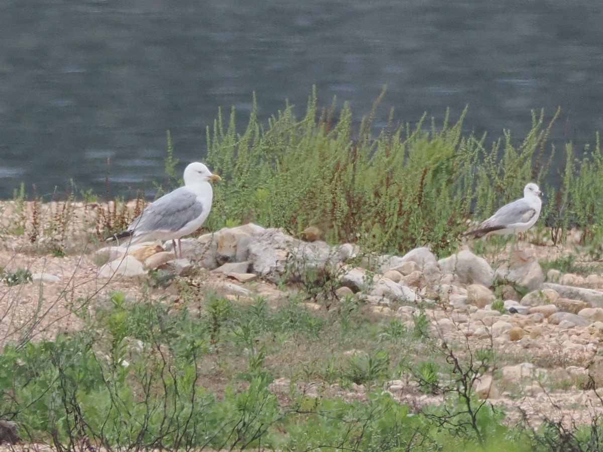 Kuzey Gümüş Martısı - ML619037752