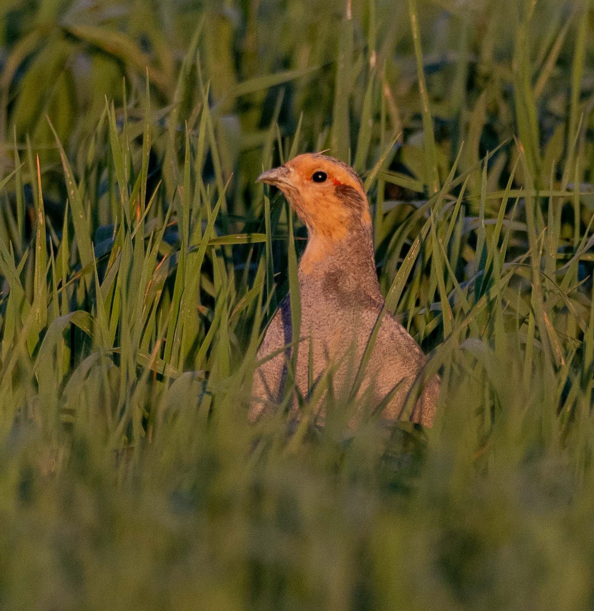 Gray Partridge - ML619037757