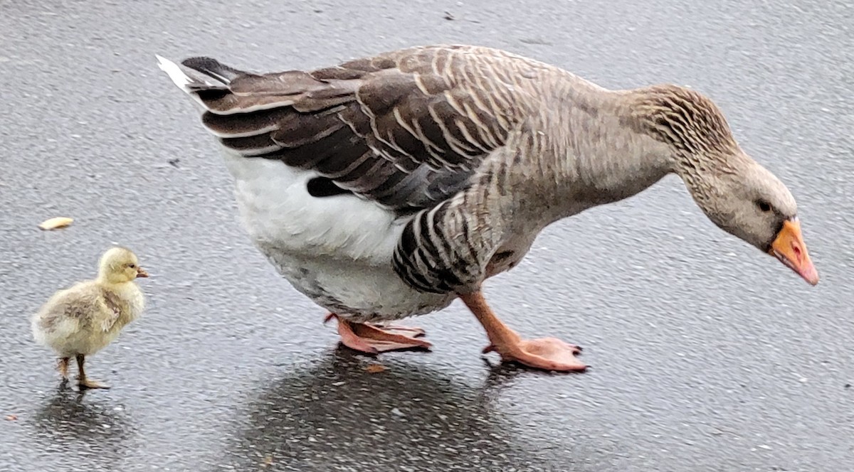 Graylag Goose (Domestic type) - ML619037760