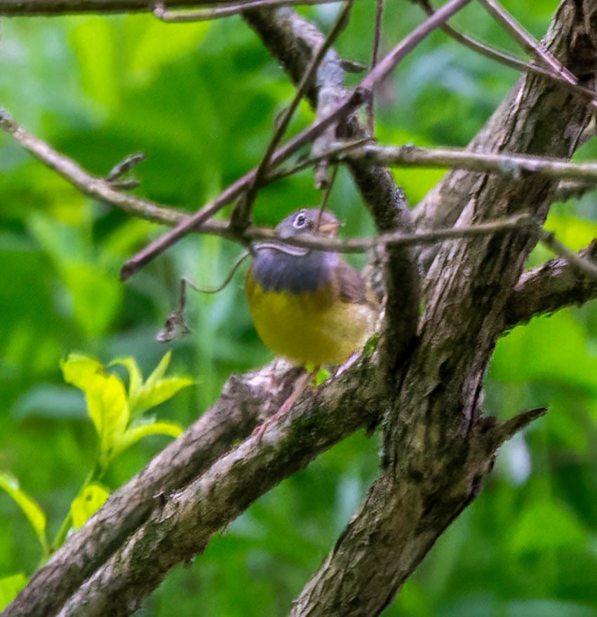 Connecticut Warbler - Eric Bodker