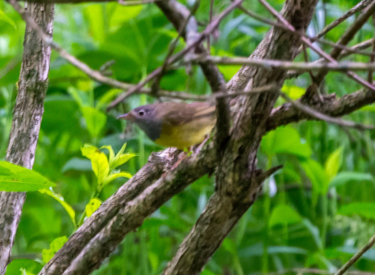 Connecticut Warbler - Eric Bodker