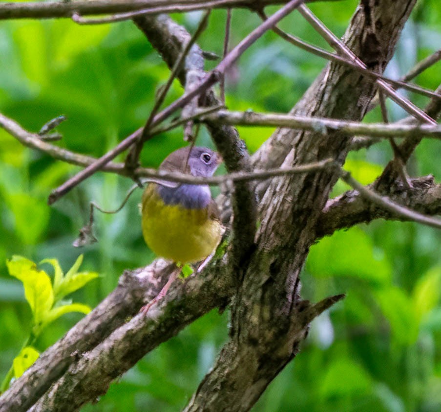 Connecticut Warbler - Eric Bodker