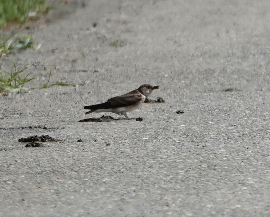 Northern Rough-winged Swallow - ML619037793