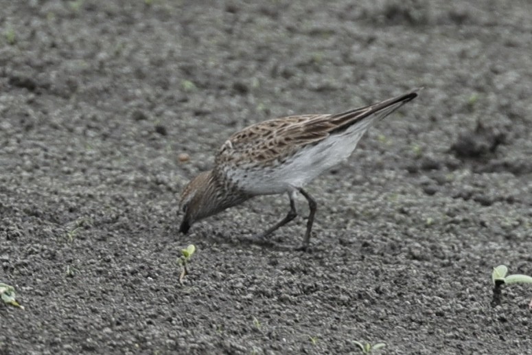 White-rumped Sandpiper - David Cole