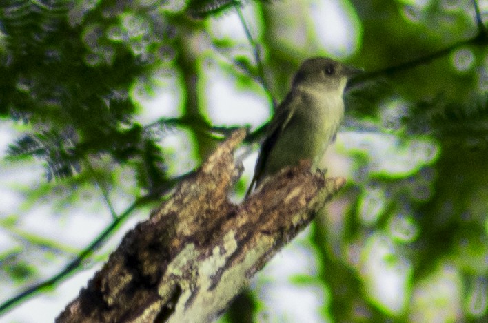 pewee sp. (Contopus sp.) - Christian Carmona - CACIQUE BIRDING