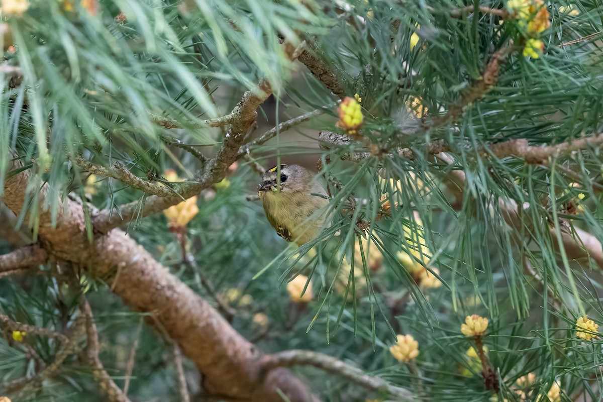 Goldcrest - Paul Beerman