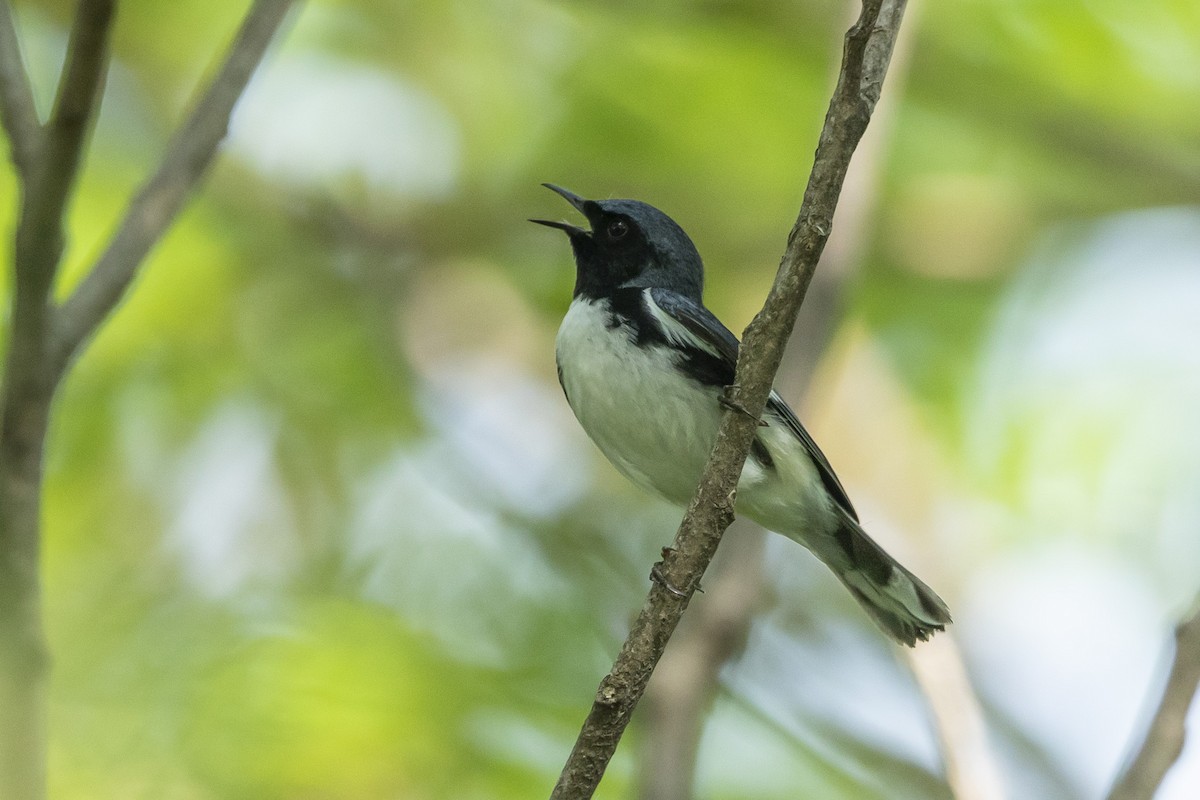 Black-throated Blue Warbler - John Troth