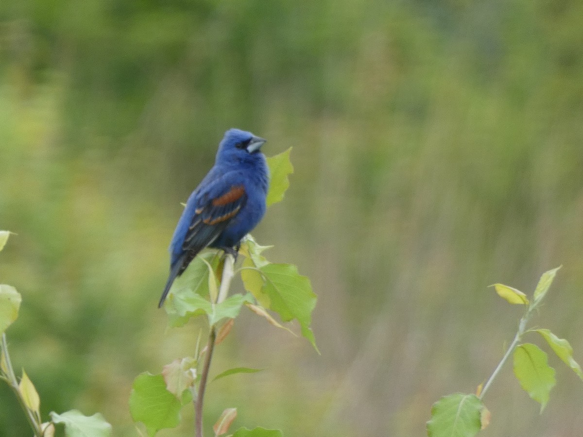 Blue Grosbeak - ML619037818