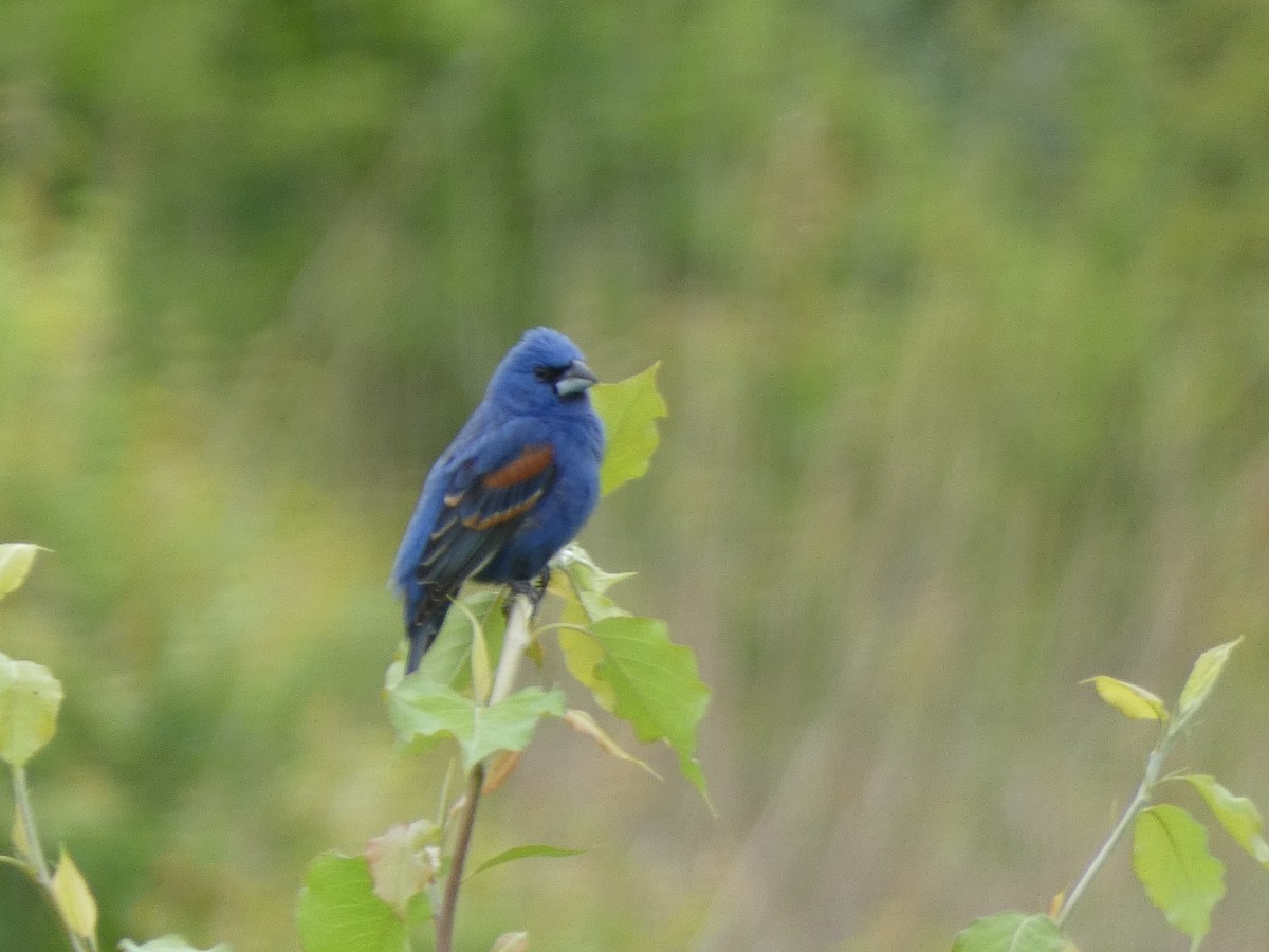 Blue Grosbeak - Cris A