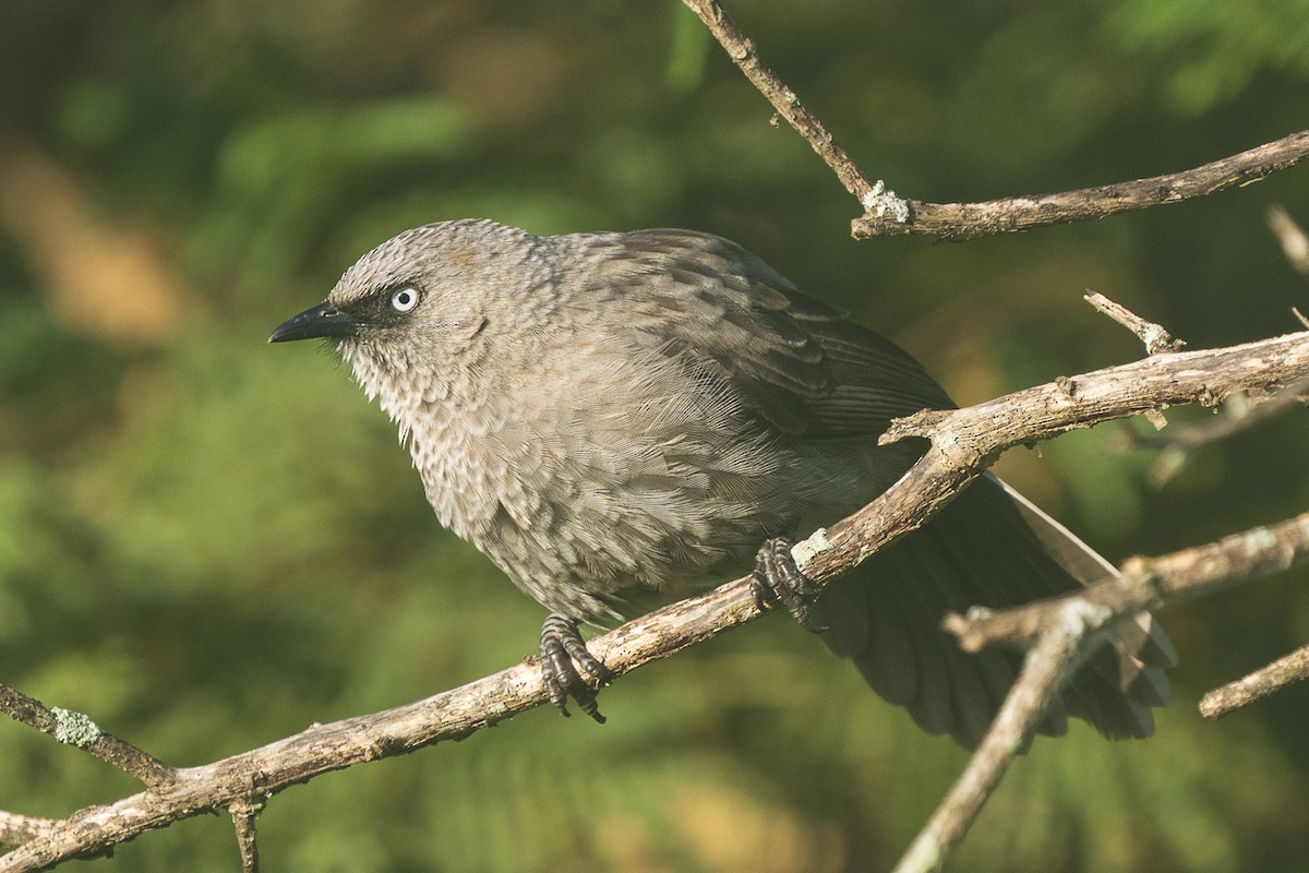 Black-lored Babbler - Joseph Walston