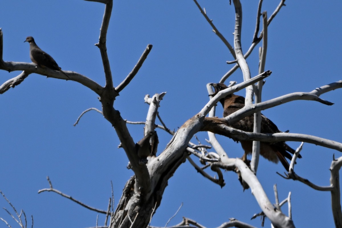 Red-tailed Hawk (calurus/alascensis) - S J