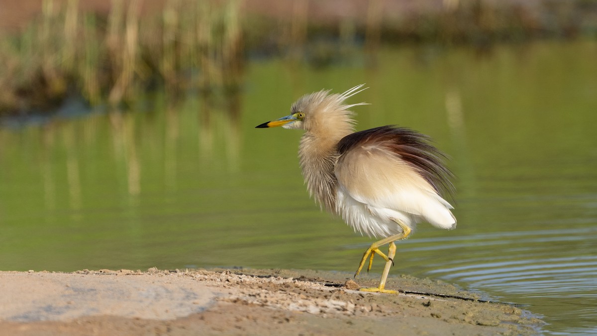 Indian Pond-Heron - Nasir Almehrzi