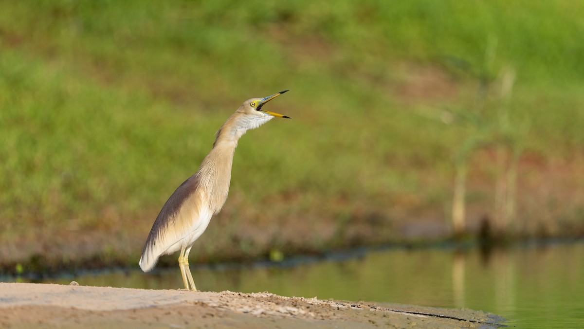 Indian Pond-Heron - Nasir Almehrzi