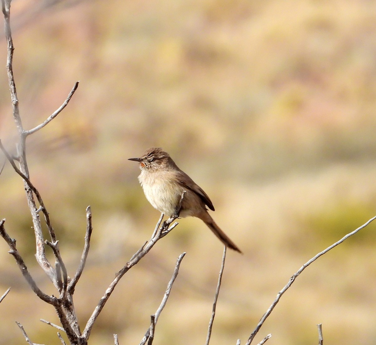 Fahltapaculo - ML619037865