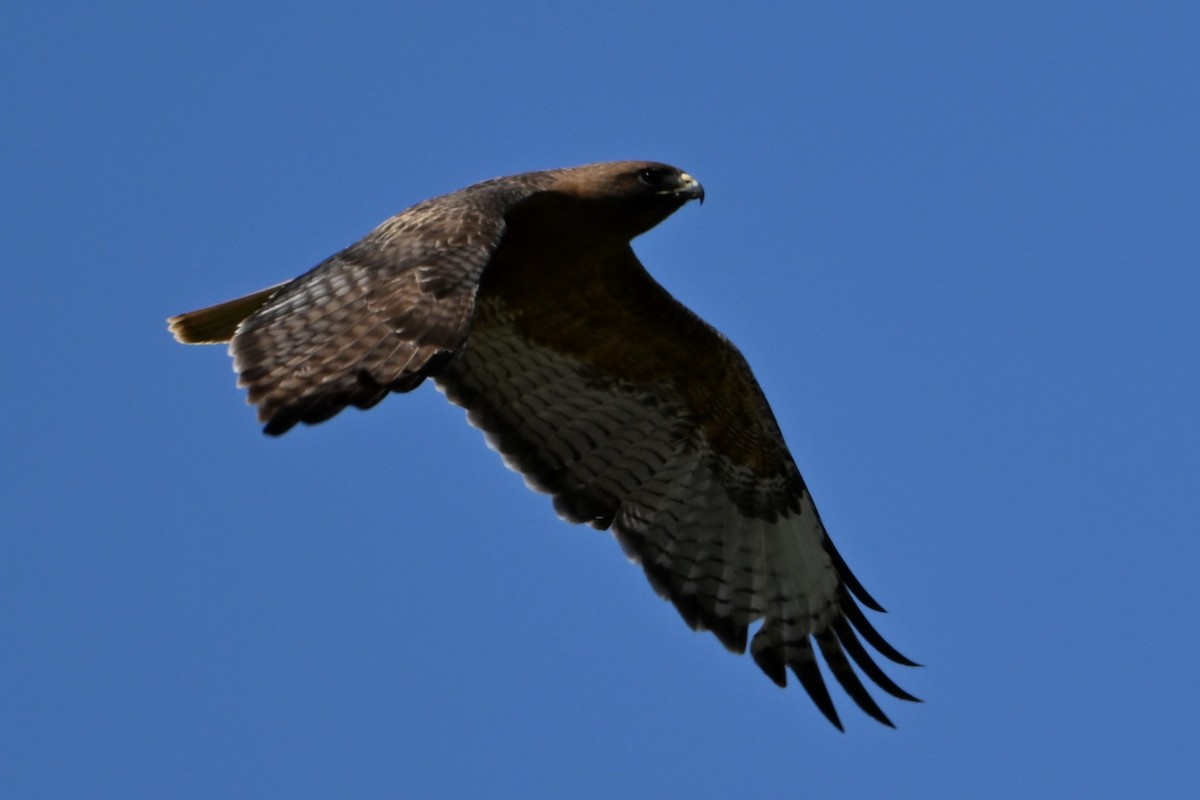 Red-tailed Hawk (calurus/alascensis) - S J