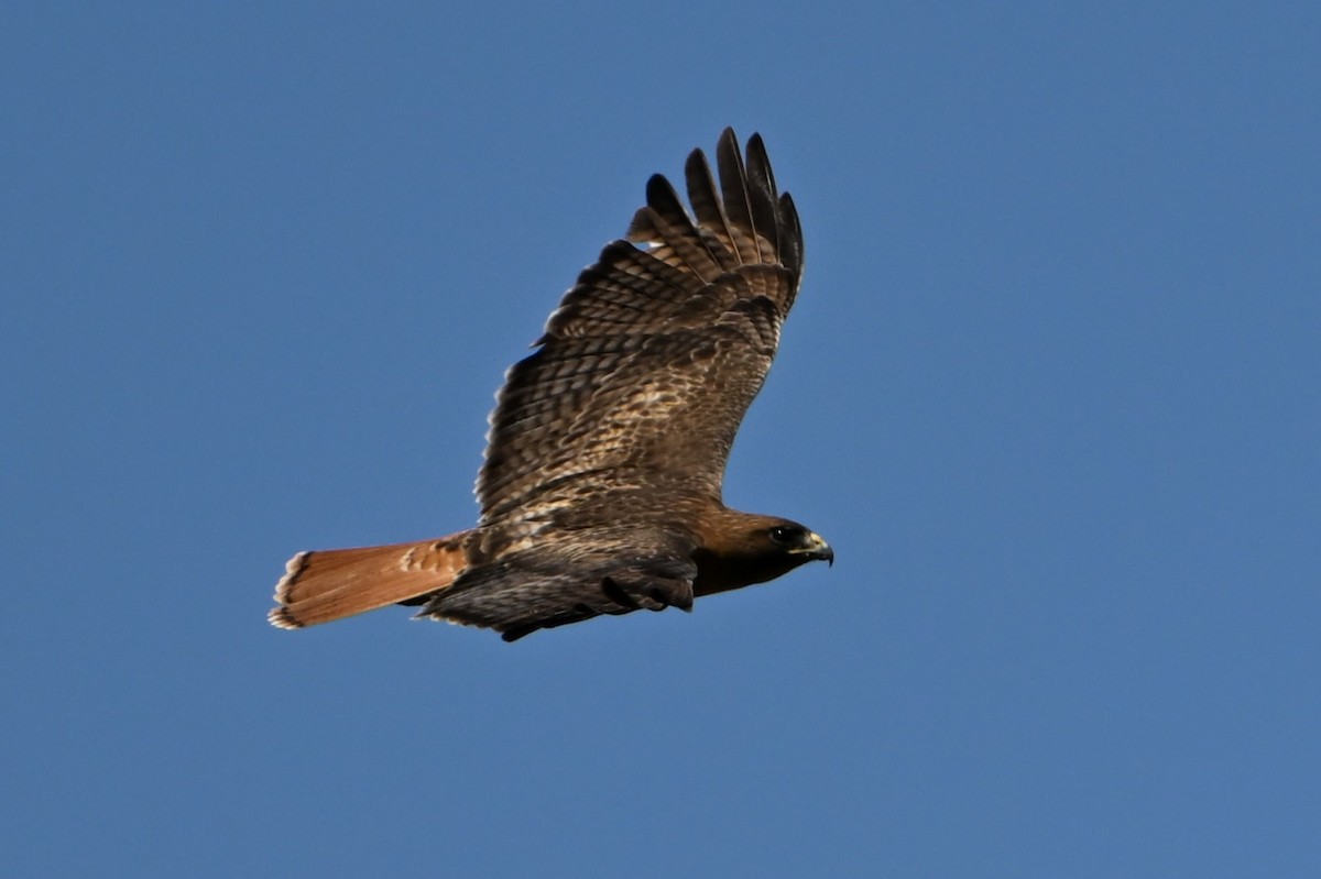 Red-tailed Hawk (calurus/alascensis) - S J