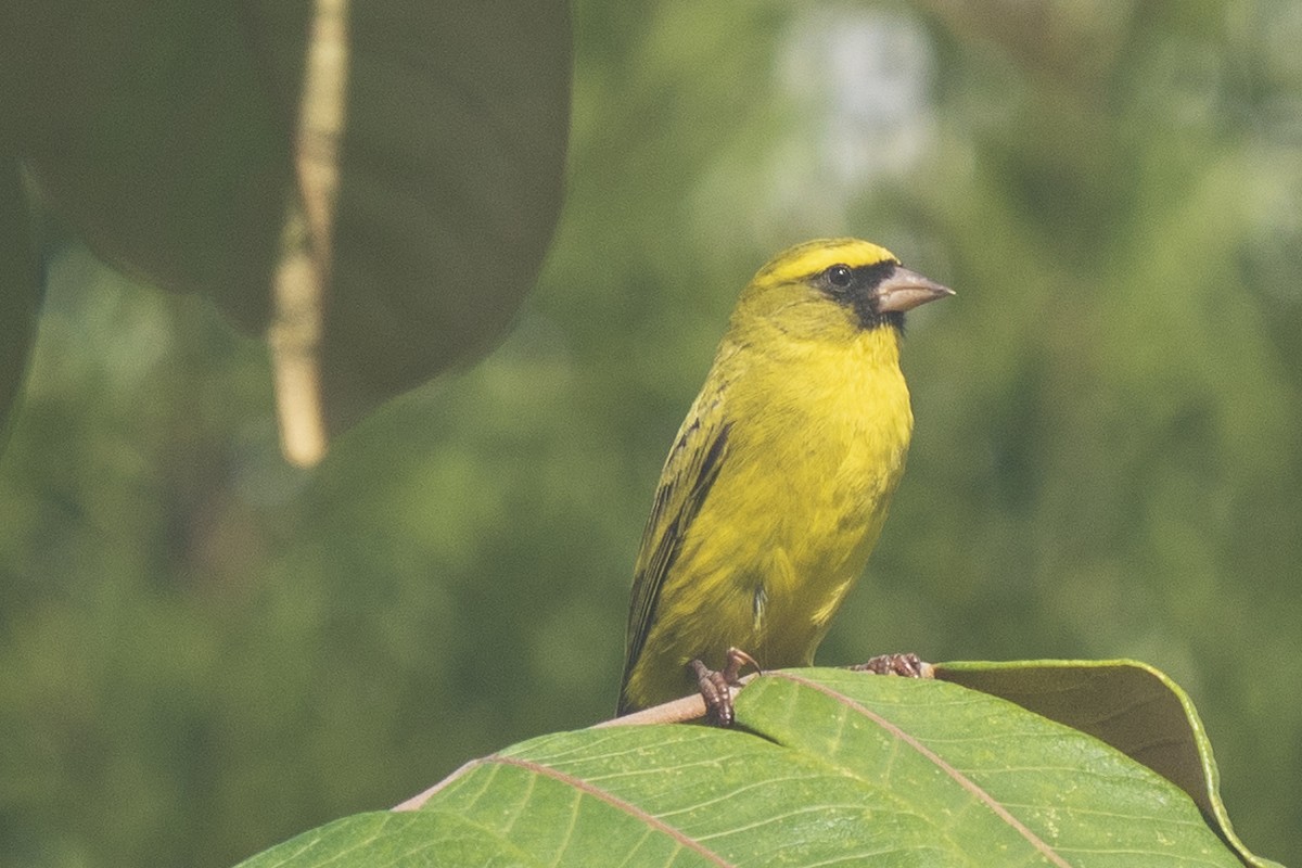 Serin à diadème - ML619037875