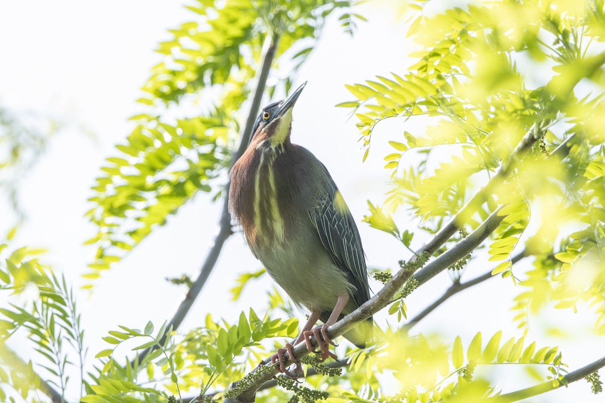 Green Heron - John Troth