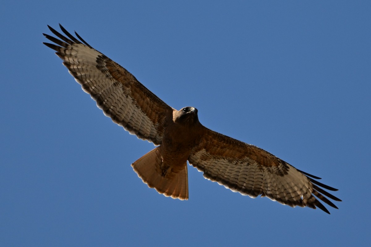 Red-tailed Hawk (calurus/alascensis) - S J