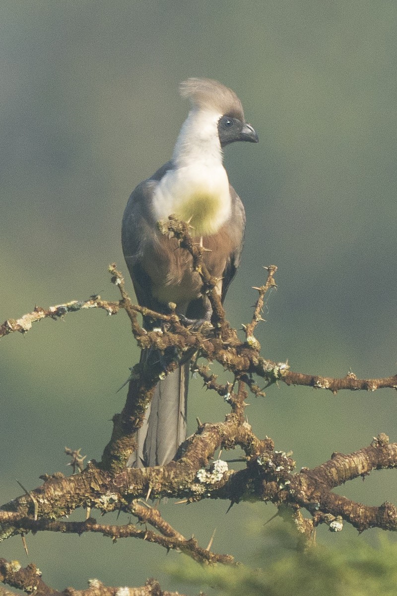 Bare-faced Go-away-bird - ML619037890