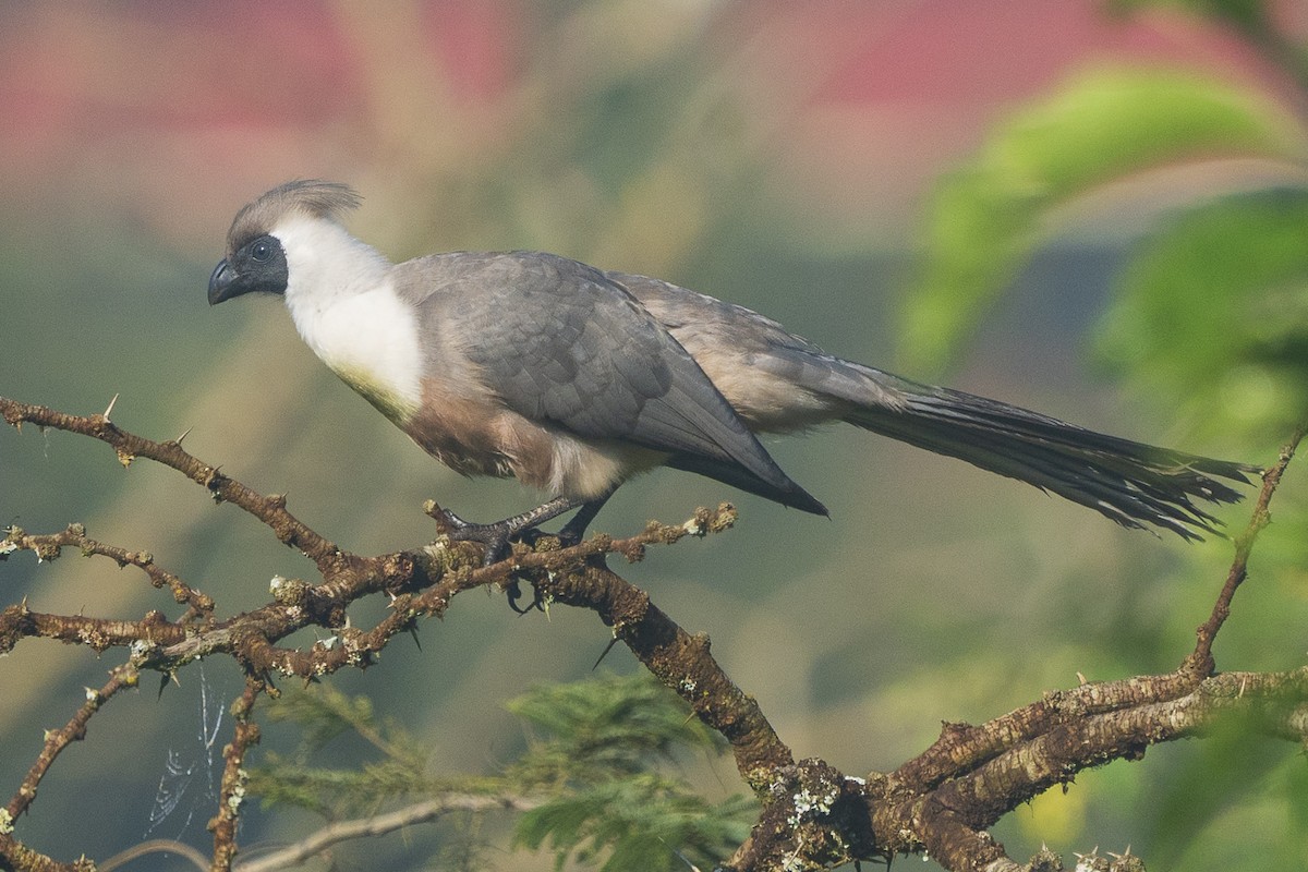 Bare-faced Go-away-bird - ML619037891