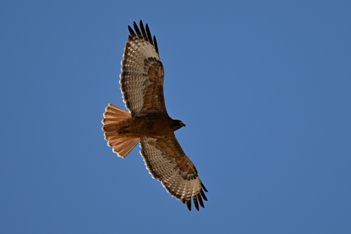 Red-tailed Hawk (calurus/alascensis) - S J