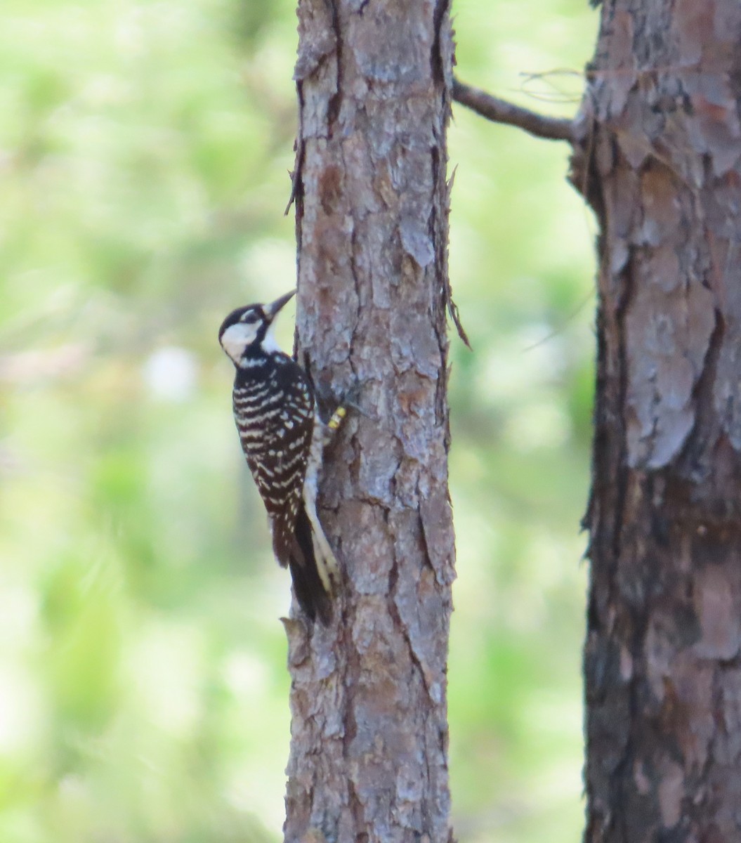 Red-cockaded Woodpecker - ML619037896