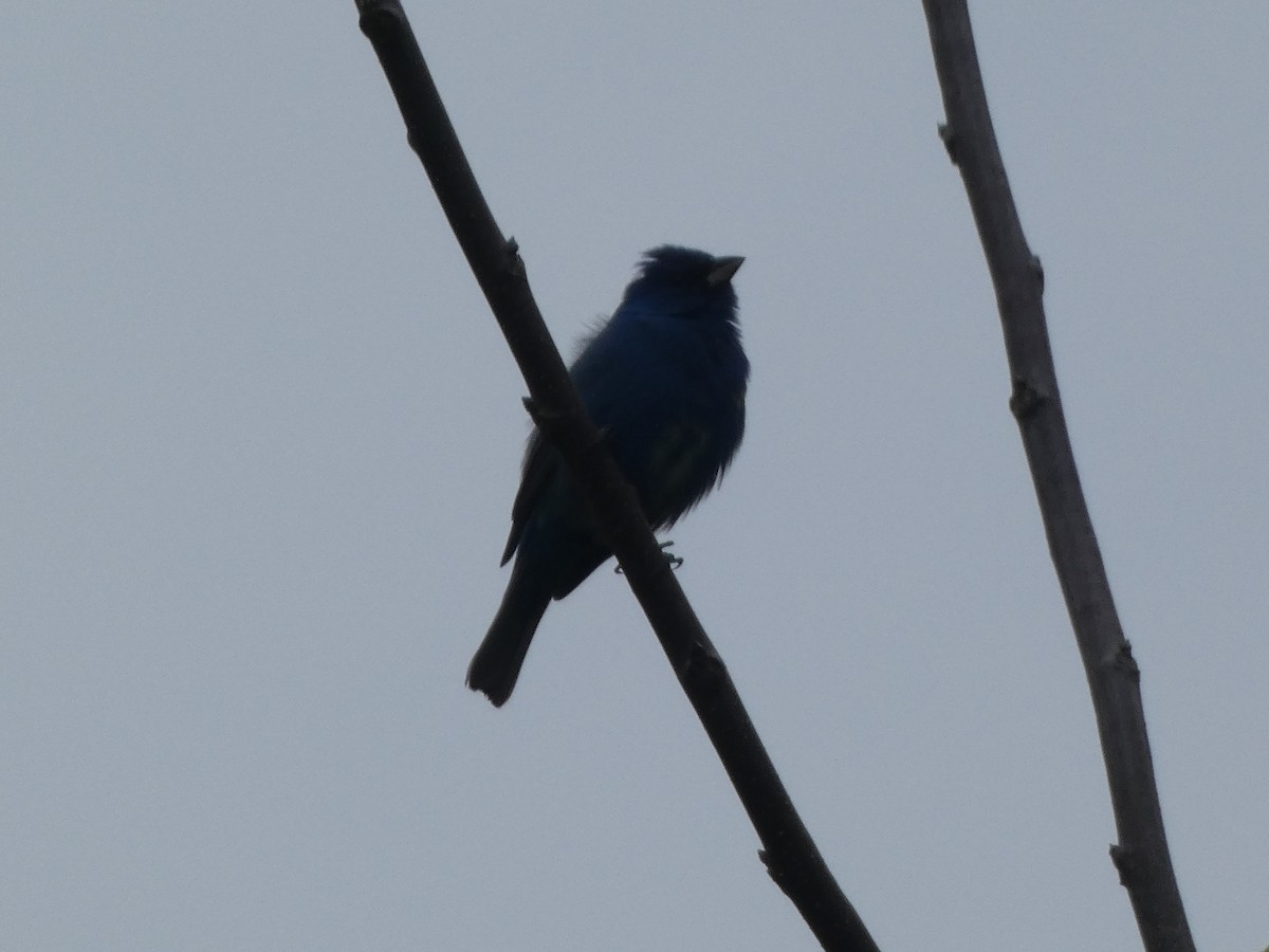 Indigo Bunting - Cris A