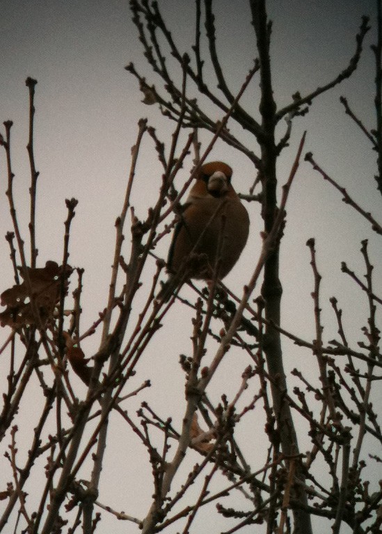 Hawfinch - ML619037908