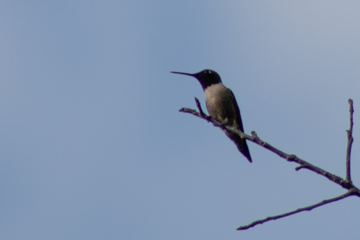 Ruby-throated Hummingbird - Tanya Kutasz