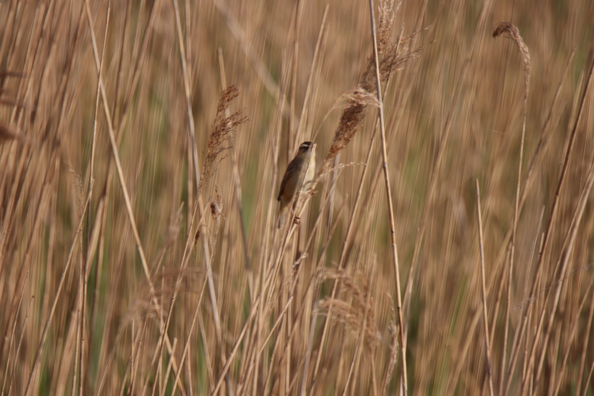 Sedge Warbler - ML619037943