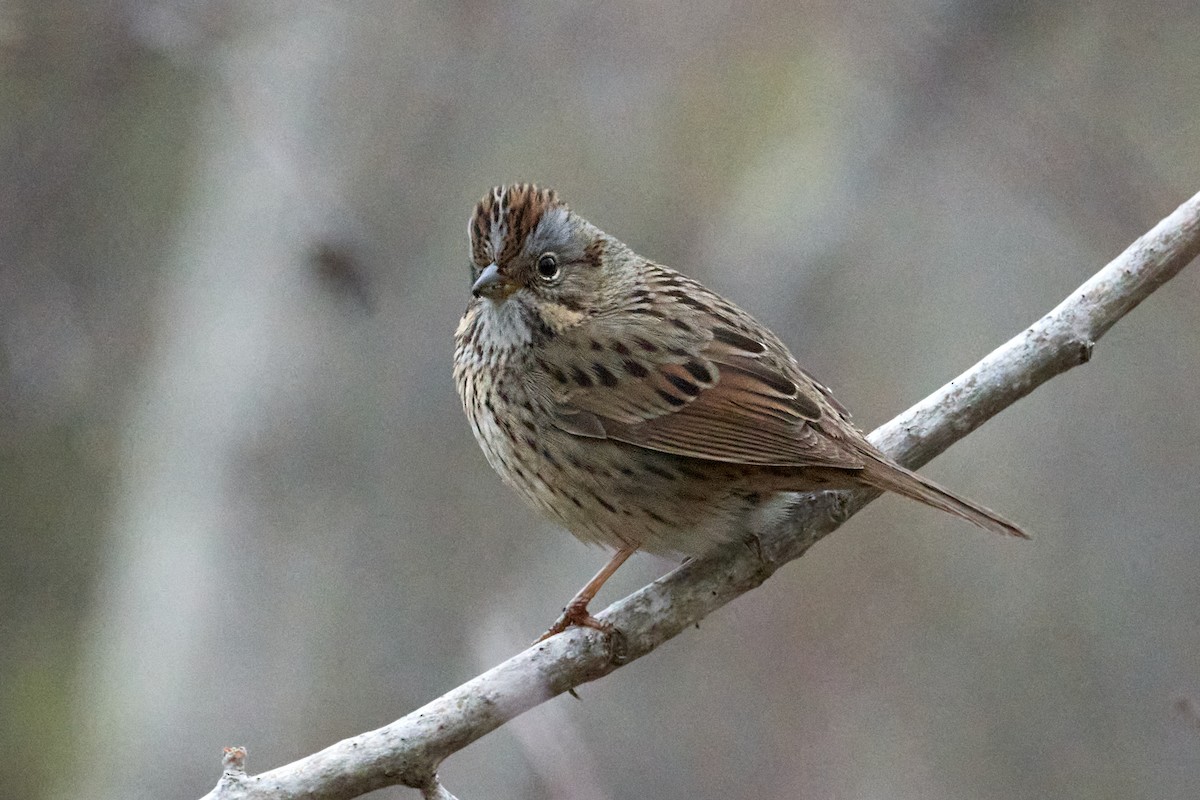 Lincoln's Sparrow - Patrice St-Pierre