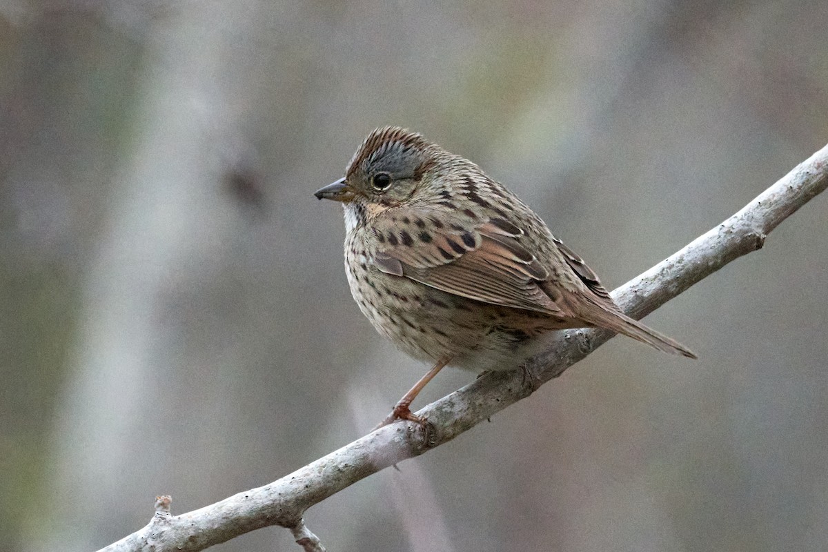 Lincoln's Sparrow - Patrice St-Pierre