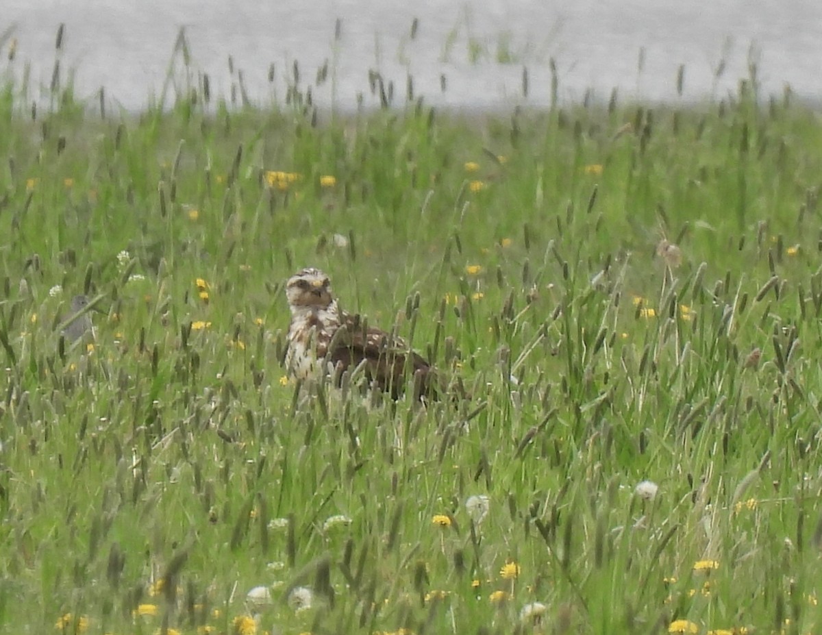 Swainson's Hawk - Jan Johnson