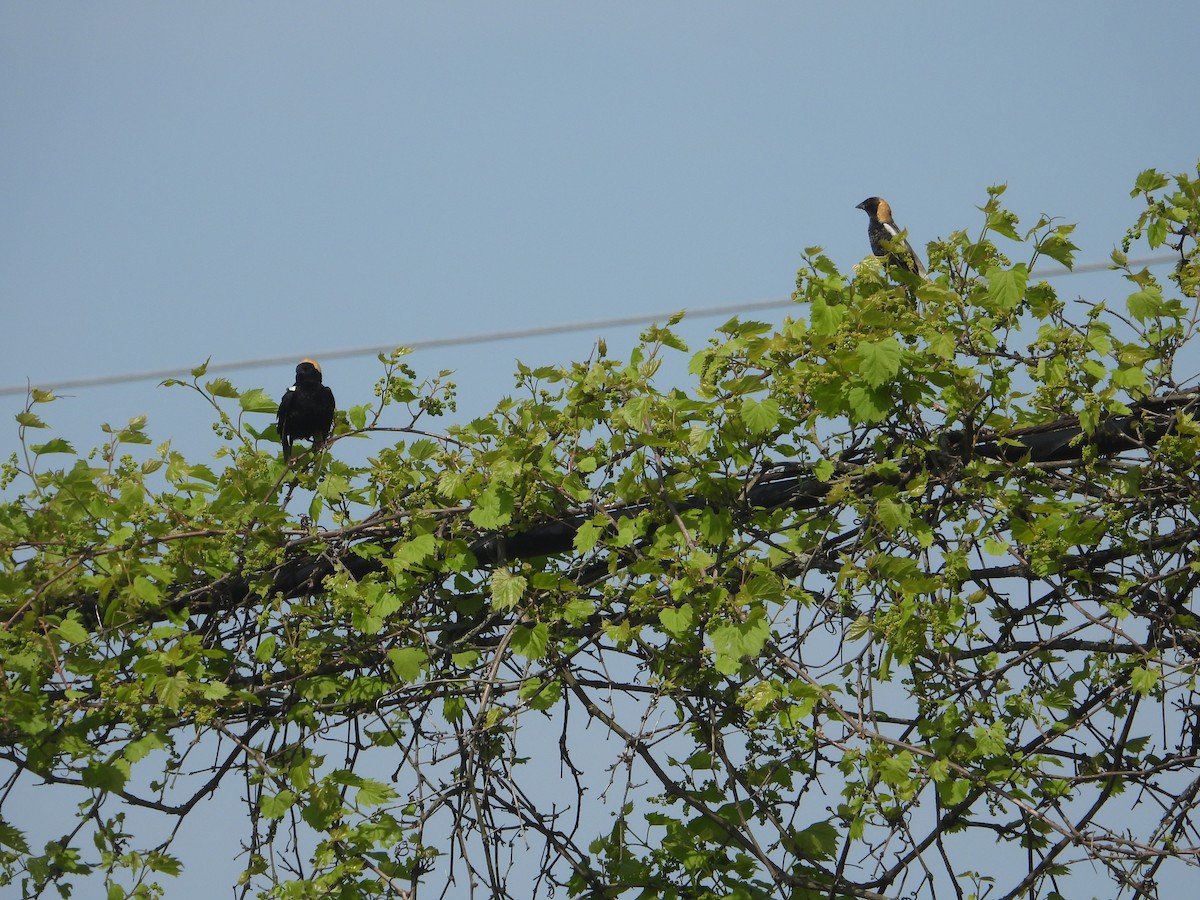 Bobolink - ML619037972