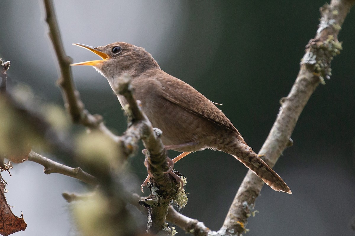 House Wren - Rick Hardy