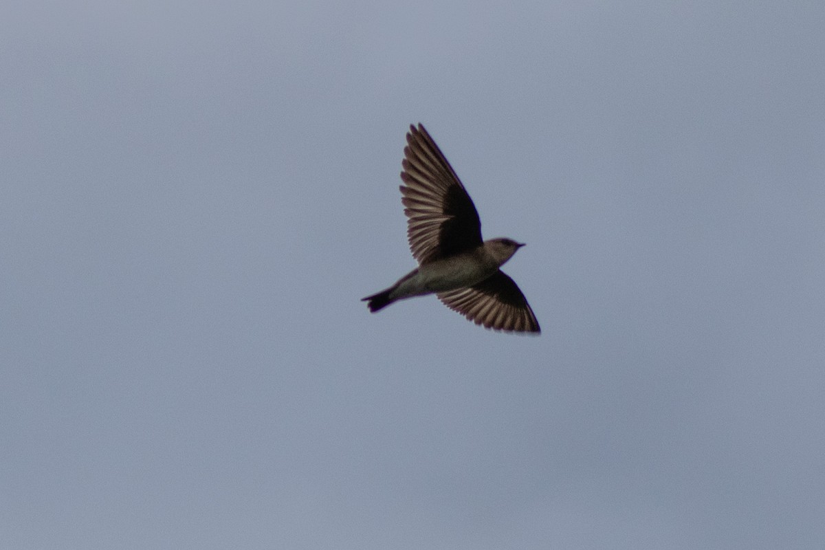 Northern Rough-winged Swallow - Tanya Kutasz