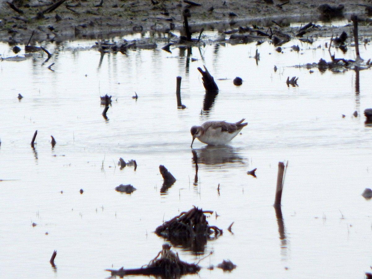 Wilson's Phalarope - ML619038011