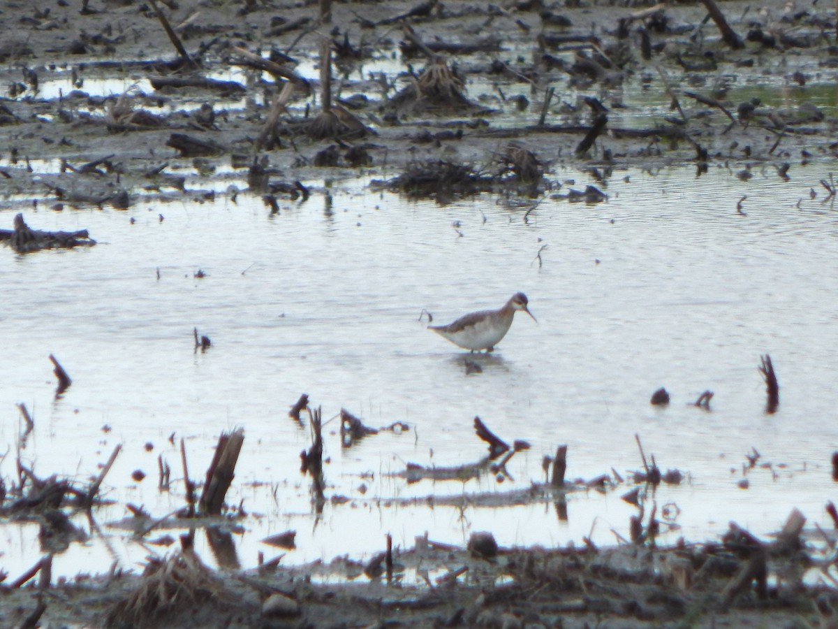 Wilson's Phalarope - ML619038015