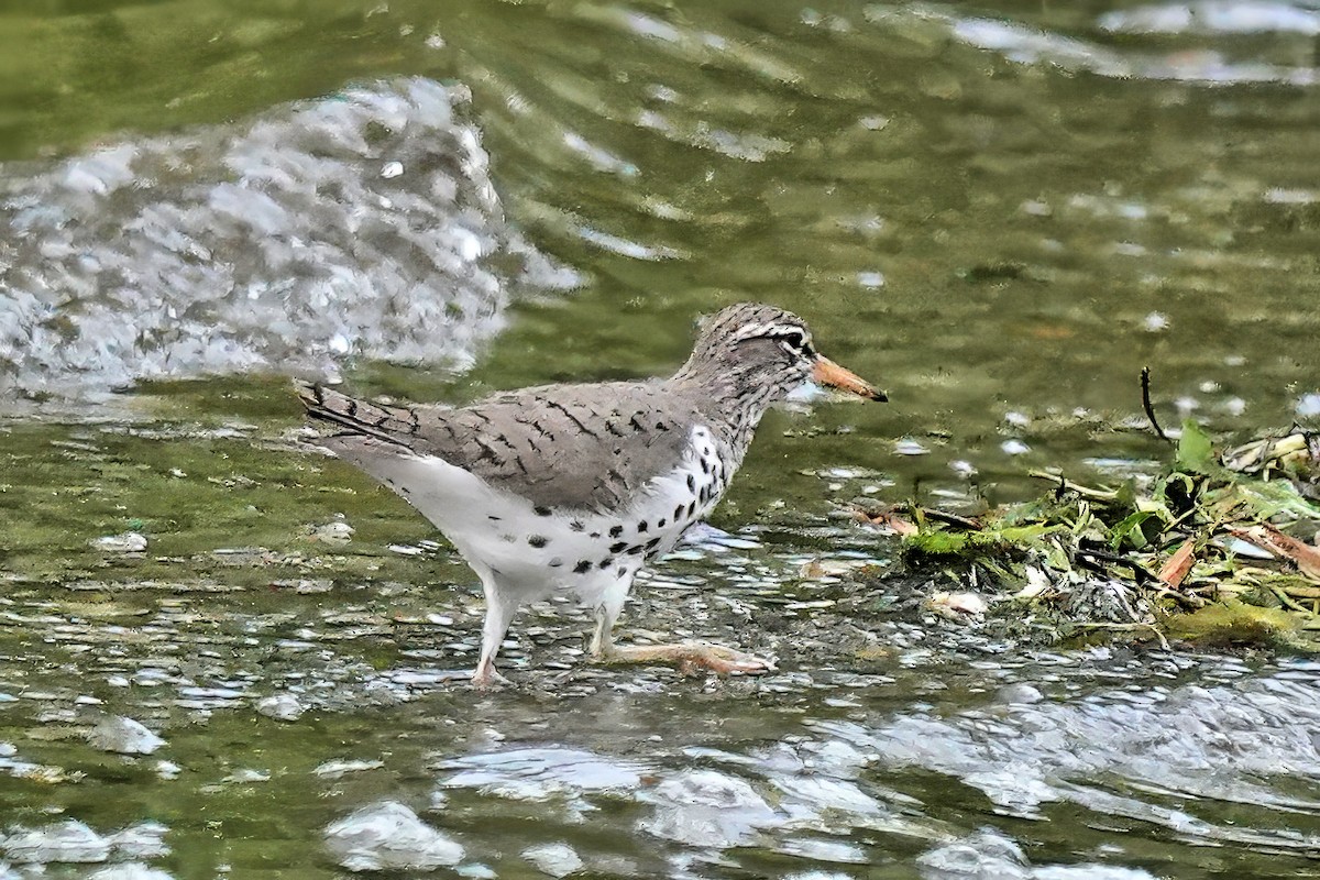 Spotted Sandpiper - Alan Mitchnick