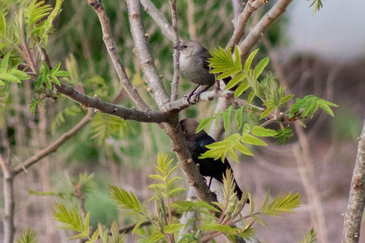 Brown-headed Cowbird - ML619038050