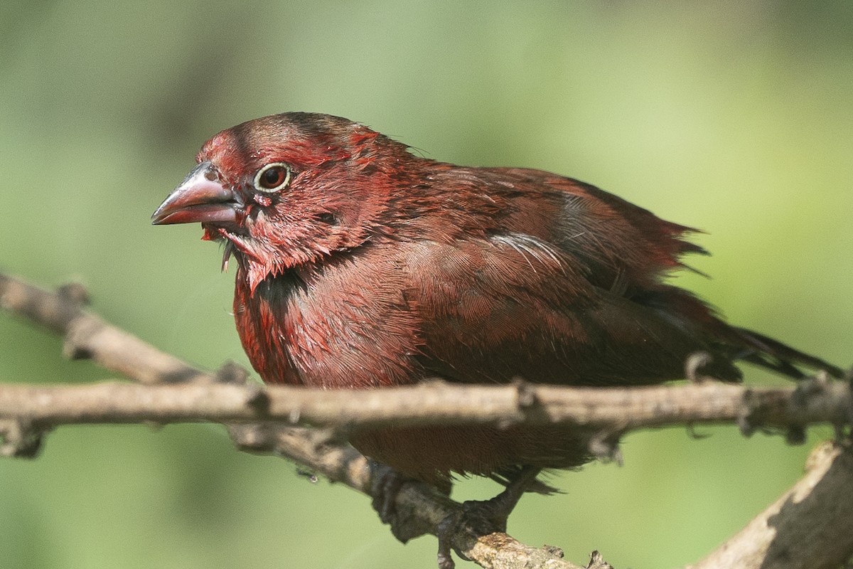 Red-billed Firefinch - Joseph Walston
